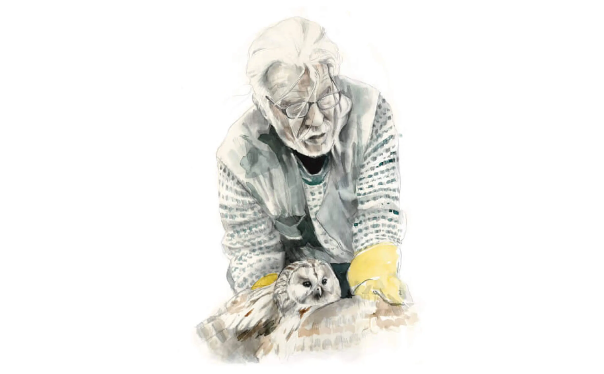 Ornithology illustration from The Nature of Ringing by Annie Booker