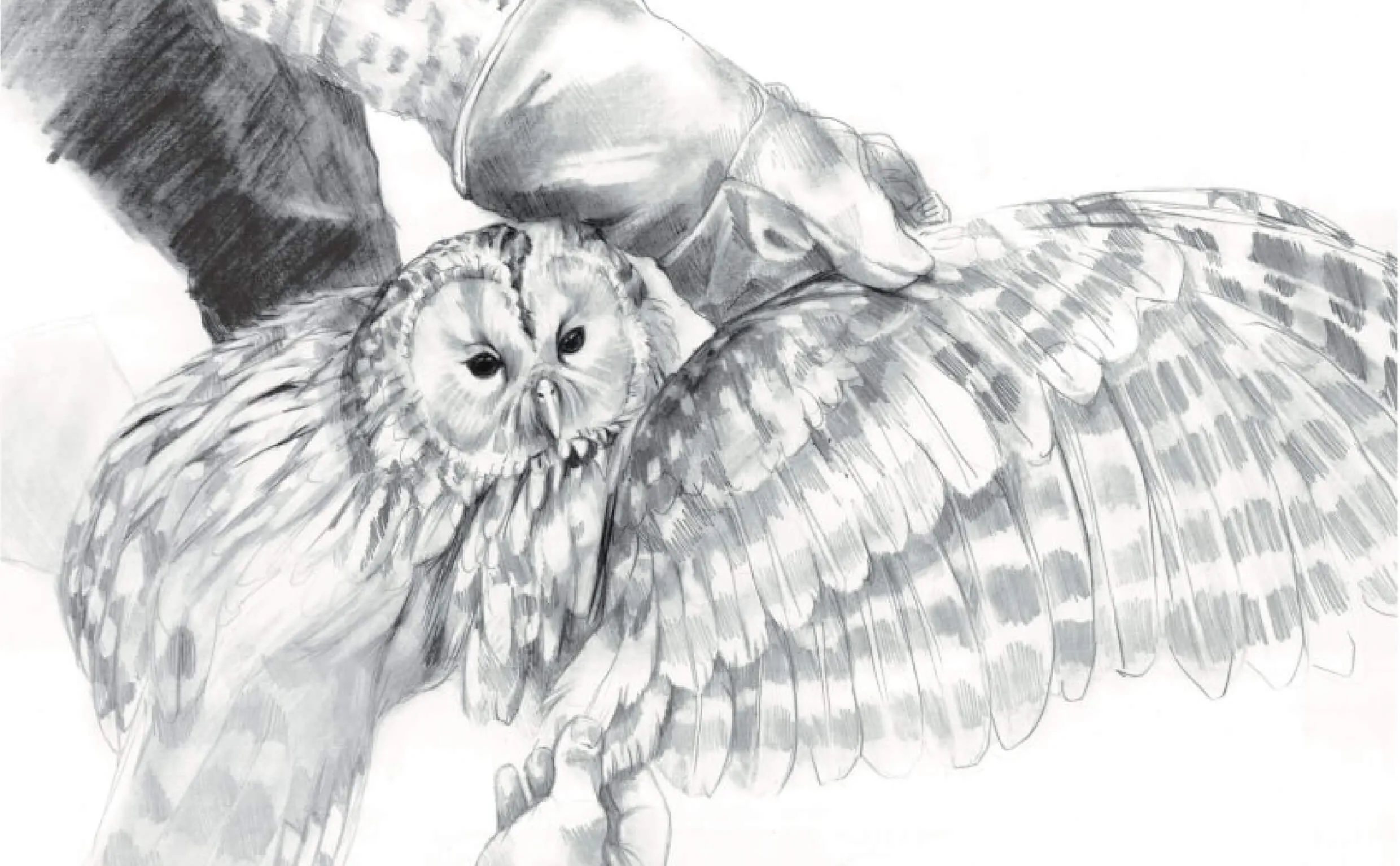 Natural history artwork from The Nature of Ringing by Annie Booker