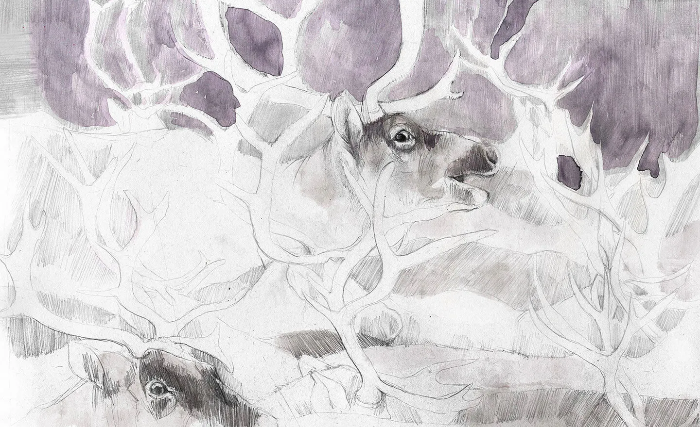 Caribou migration illustration from Tales from the North by Annie Booker
