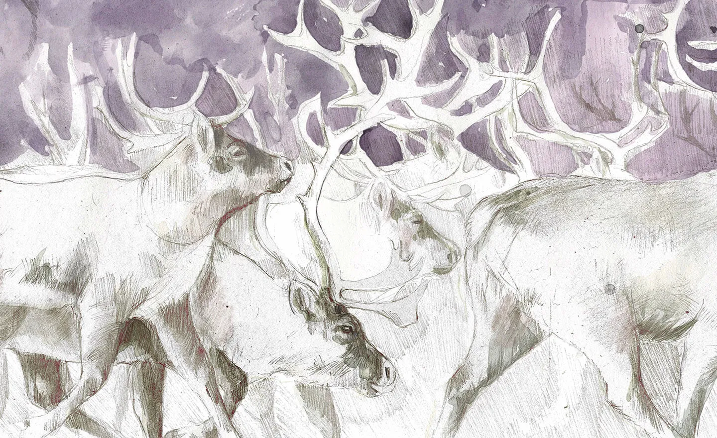Natural history caribou illustration from Tales from the North by Annie Booker