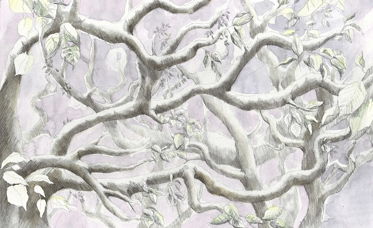 Arctic caribou wildlife illustration from Tales from the North by Annie Booker