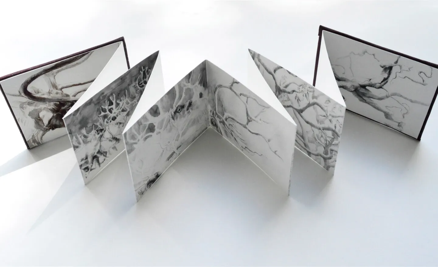 Caribou natural history artwork from Tales from the North by Annie Booker